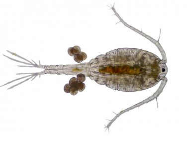 魚(yú)25羥基維生素D3(25(OH)D3)elisa試劑盒 魚(yú)25羥基維生素D3(25(OH)D3)elisa試劑盒